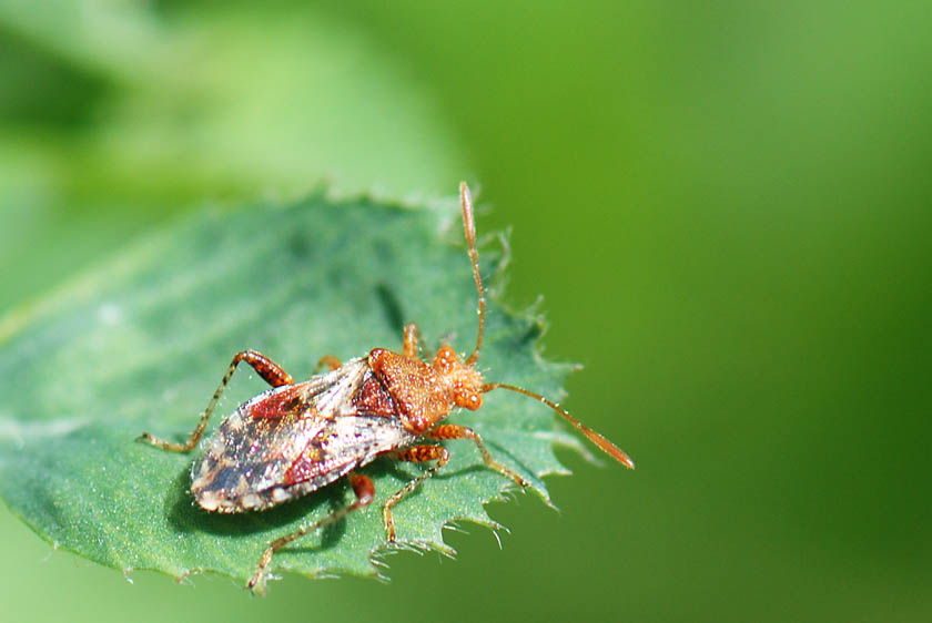 Rhopalidae: Rhopalus subrufus del Vicentino